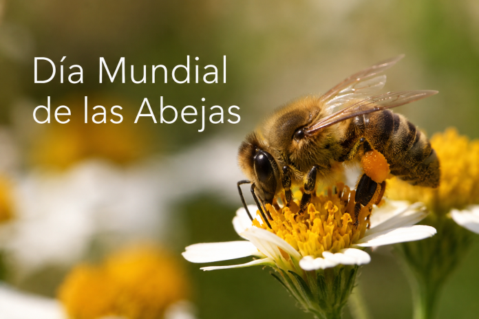 día mundial de las abejas (1) día mundial de las abejas