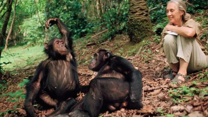 España aprobó la Ley Jane Goodall