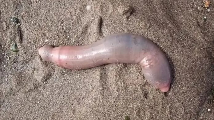 peces pene en chubut (3)