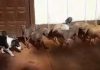 causa por la desaparición de 23 perros en Guaraní