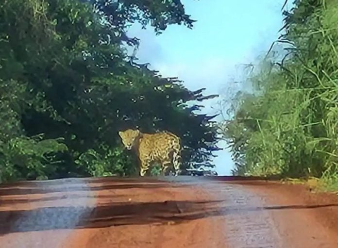 yaguareté en andresito 23 Productor misionero avistó un yaguareté tomando sol