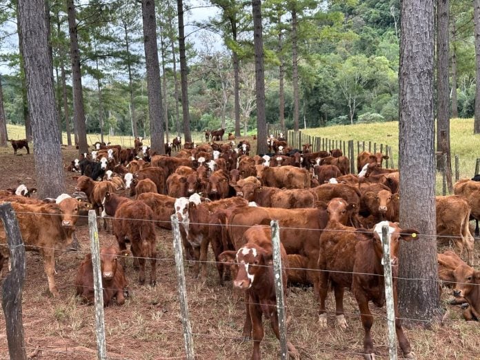 la garrapata bovina