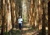 Brasil | Las exportaciones del sector de árboles cultivados totalizaron 3.600 millones de dólares en el primer trimestre