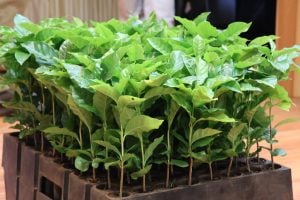 El Ministerio del Agro puso en marcha la hoja de ruta para el desarrollo del café misionero imagen-6