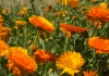 Caléndula, una planta resistente al frío que aporta color y beneficios al jardín
