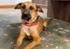Indignación en Paraguay: una jueza ordenó devolver a la perrita «Canela» a los dueños que la dejaron perder la mandíbula por un petardo