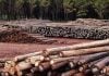 Corrientes avanza en la actualización del Inventario de Plantaciones Forestales en convenio con la UNaM