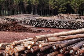 Corrientes avanza en la actualización del Inventario de Plantaciones Forestales en convenio con la UNaM