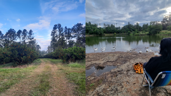 Selva y chacra