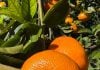 La Cooperativa Citrícola fortalece la venta de fruta fresca y proyecta ampliar su presencia en nuevos mercados
