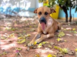 Paraguay | Caso Canela: acuerdan que la perra herida por pirotecnia permanezca con su rescatista imagen-6