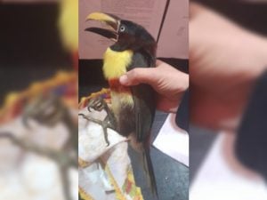 Rescataron un tucán herido en Corpus Christi y será rehabilitado para regresar a su hábitat imagen-5