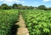 Agricultura regenerativa: más de 300 productores misioneros avanzan hacia sistemas más sustentables mandioca