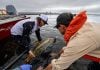 El “Tigre del Paraná” es el dorado y en Ituzaingó lanzaron programa estudian su mejor conservación