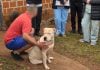 “Con un doble portón sería más adecuado”: la Policía marcó las condiciones para que los pitbulls puedan permanecer en la vivienda en Posadas