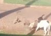 Tras el ataque de pitbulls que mataron a un cachorro en Posadas, veterinaria explicó el riesgo de los ataques de perros en manada: “Si un alfa ataca, los otros lo siguen”