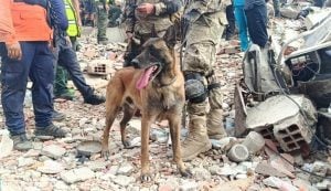 Un perro de la Armada Argentina colaboró en el rescate de dos menores con vida entre los escombros en Venezuela imagen-6