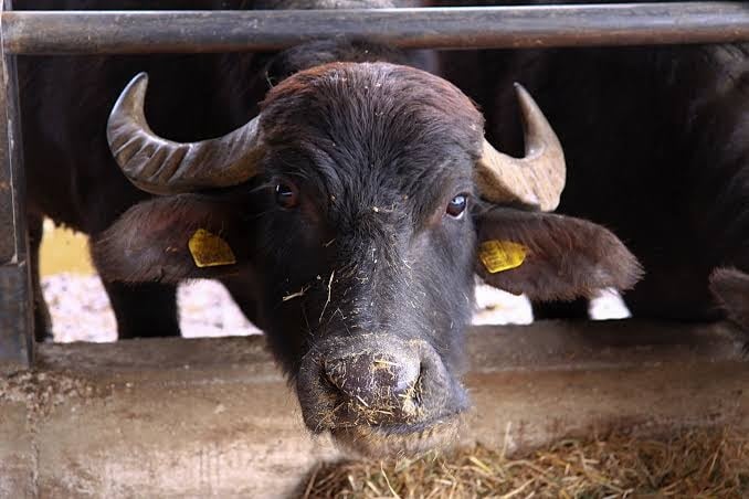 bufalo