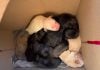 Hallaron una caja con 11 cachorros recién nacidos abandonados en la Terminal Quaranta y buscan con urgencia madres nodrizas cachorros recién nacidos
