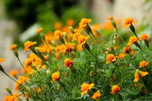 Caléndula, una planta resistente al frío que aporta color y beneficios al jardín