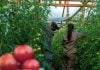Docentes agropecuarios podrán capacitarse en tecnologías hortícolas sustentables en el Centro Hortícola de San Vicente