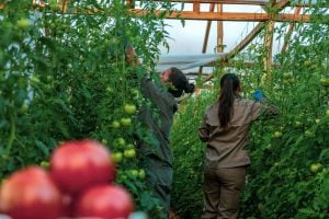 Docentes agropecuarios podrán capacitarse en tecnologías hortícolas sustentables en el Centro Hortícola de San Vicente 7 Docentes agropecuarios podrán capacitarse en tecnologías hortícolas sustentables en el Centro Hortícola de San Vicente imagen-6