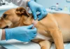 Mendoza pionera: reglamentó el uso de cannabis medicinal para animales y creó un registro para veterinarios