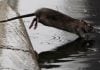 ratas en NY