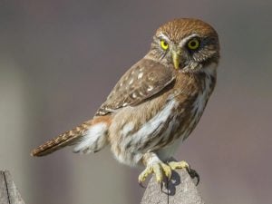 “Vida entre Árboles”: un proyecto artístico buscará visibilizar la biodiversidad misionera a través de esculturas de lechuzas imagen-5