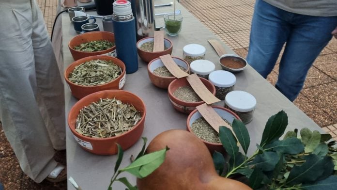 yerba mate