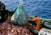 pesca ilegal