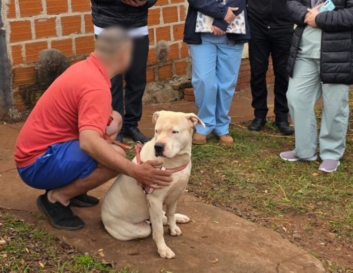 pitbulls considerados agresivos (5) pitbulls que mataron a otro perro