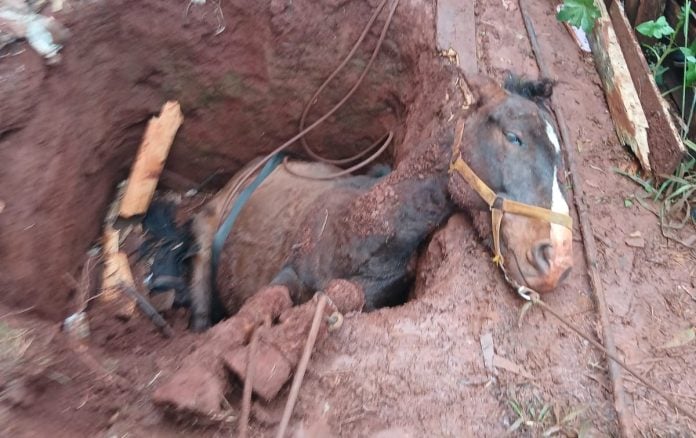 rescatan a un caballo