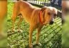 Buscan un hogar para Rocco
