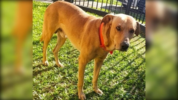Buscan un hogar para Rocco