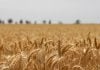 Iraeta destacó la cosecha récord de granos y reafirmó el compromiso del Gobierno con el sector agropecuario trigo