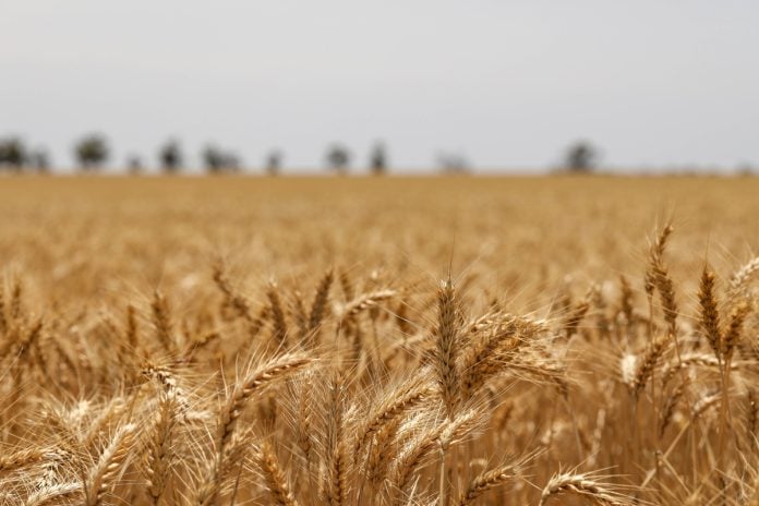 Selective focus shot of golden ears of wheat in a field trigo