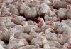 exportaciones de carne aviar