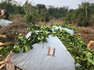 Exsecretario de Agricultura de Nación sobre la crisis yerbatera