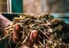 mundial de la yerba mate