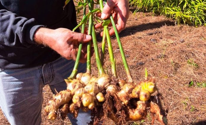 3. Jengibre producción de jengibre