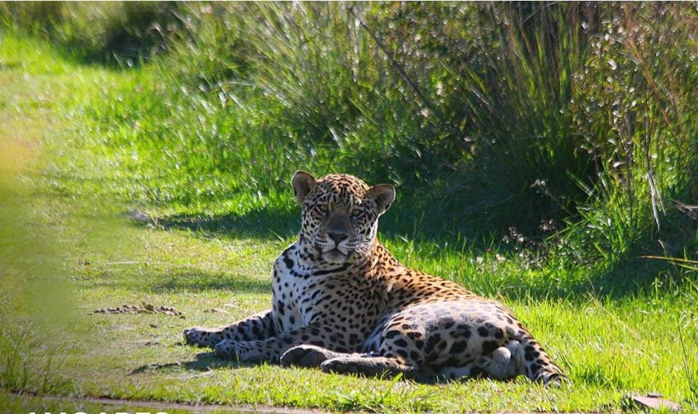 El Iberá, con su fauna y flora exuberantes espera abierto al turista - MisionesOnline