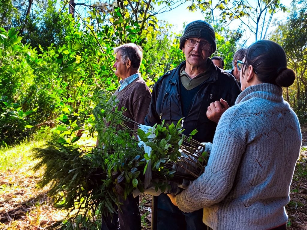 Misiones: árboles nativos en los yerbales para frenar el cambio climático 