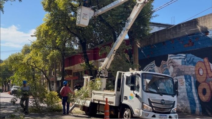 Poda en Eldorado