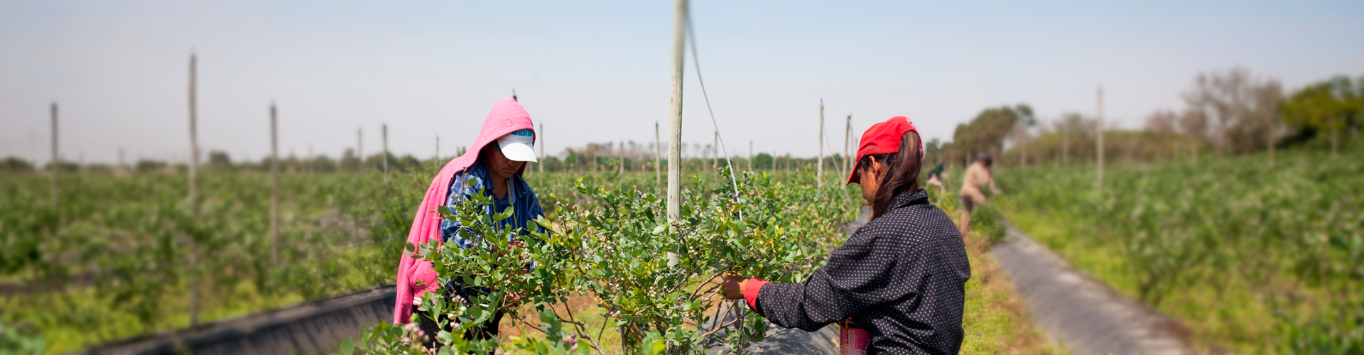 Todos los trabajadores y trabajadoras rurales ya pueden inscribirse en el Programa de Empleo Rural del RENATRE - MisionesOnline