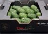 palta hass