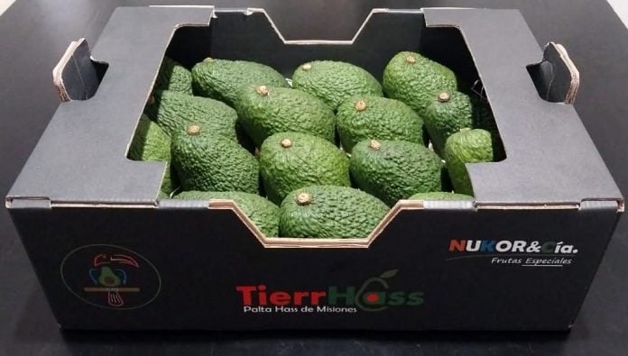 Rodrigo Nuñez Hinostroza y Sebastián Koruniak – NUKOR&Cía “Frutas Especiales” palta hass (4) palta hass