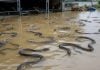 Fuga de serpientes venenosas en China