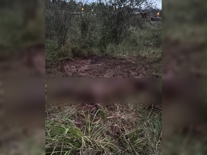 Un caballo murió tras permanecer abandonado en el barro durante dos días en Oberá (1)