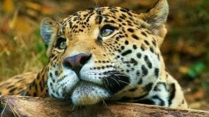 Piden reabrir el Iberá luego del cierre por la presencia de un yaguareté en senderos turísticos imagen-4
